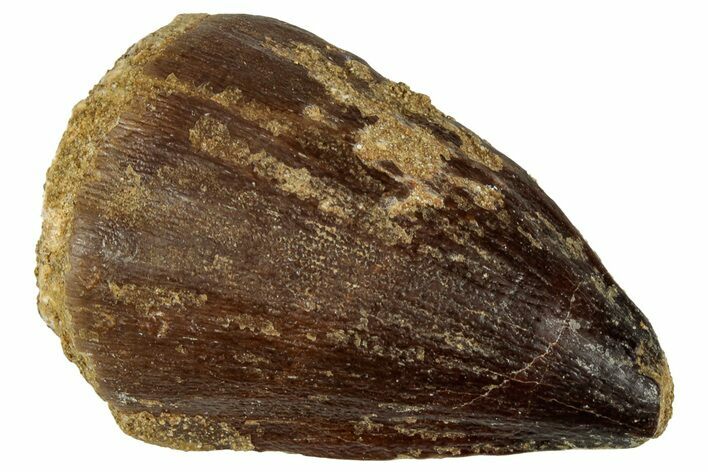 Fossil Mosasaur (Prognathodon) Tooth - Morocco #322660